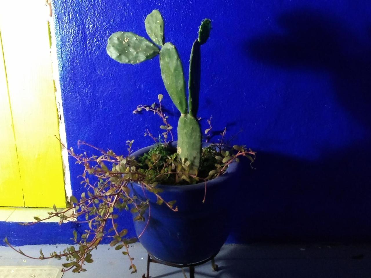 Lola Atlachinolli 사율리타 외부 사진